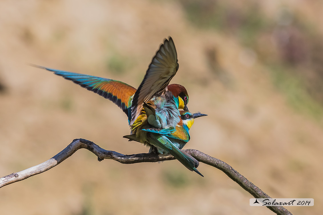 Merops apiaster:  Gruccione;   European Bee-eater