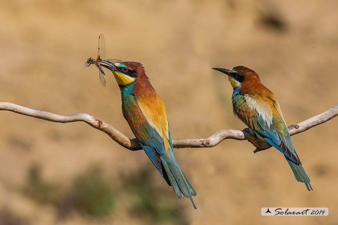 Merops apiaster:  Gruccione;   European Bee-eater