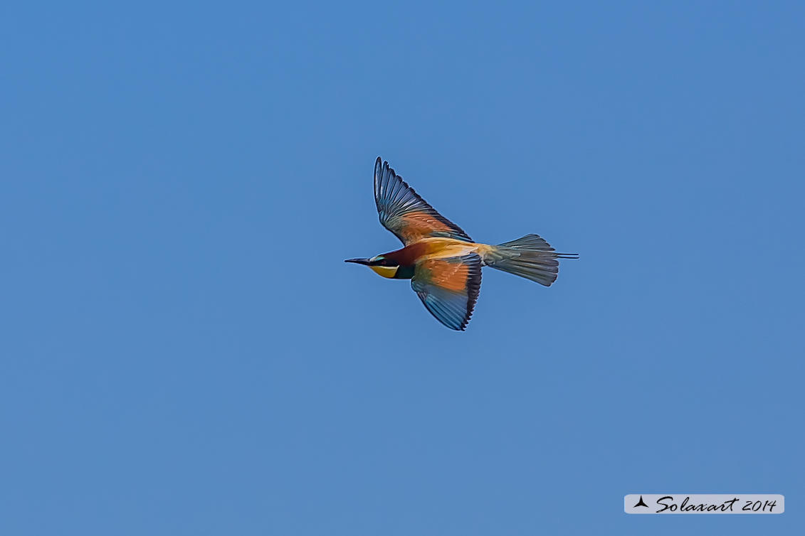 Merops apiaster :  Gruccione;   European Bee-eater