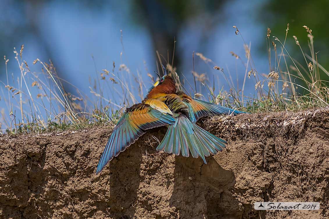 Merops apiaster:  Gruccione;   European Bee-eater
