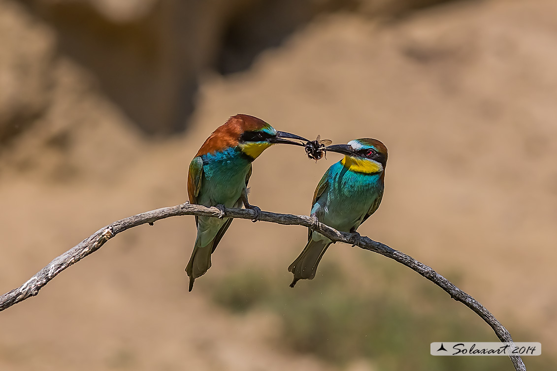 Merops apiaster:  Gruccione;   European Bee-eater