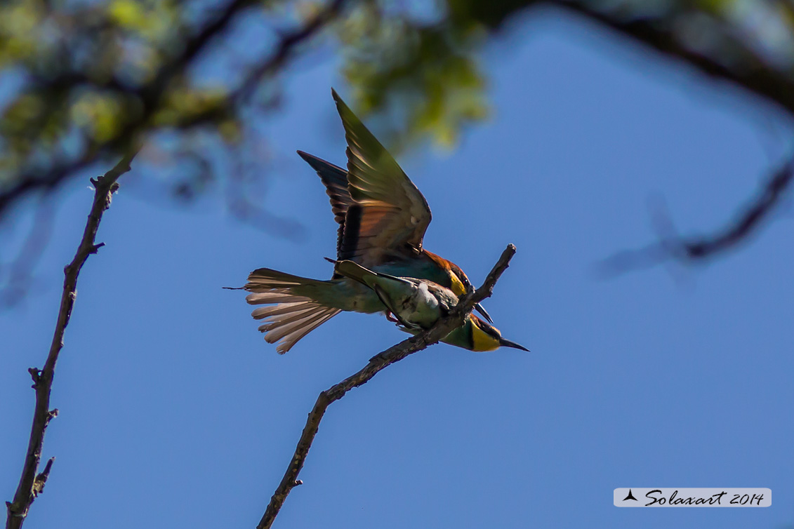 Merops apiaster  - Gruccione -  European Bee-eater