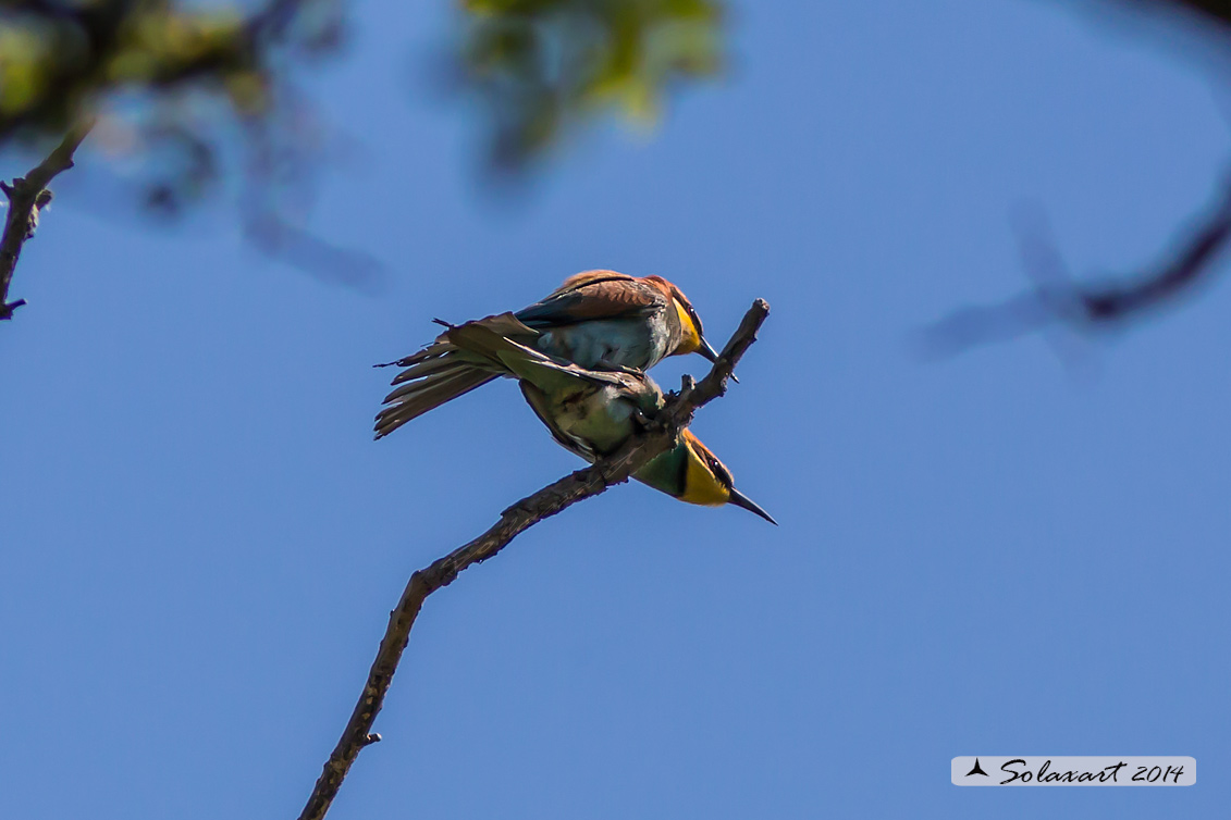 Merops apiaster  - Gruccione -  European Bee-eater