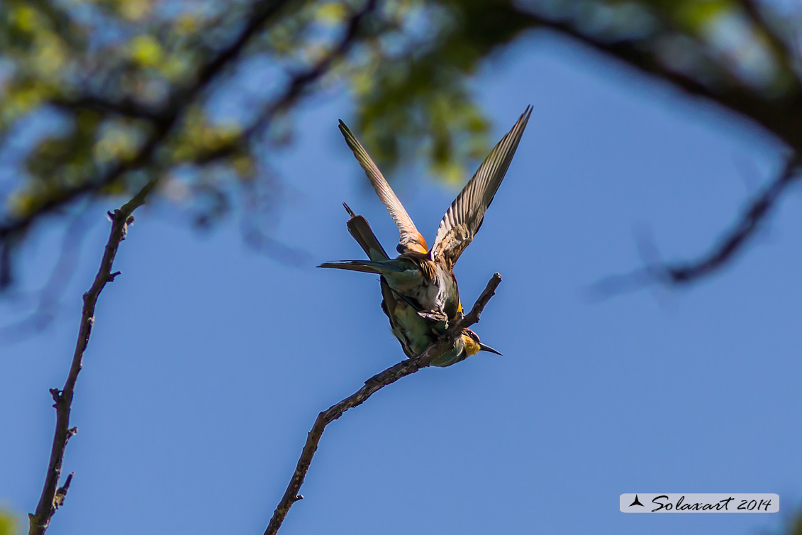 Merops apiaster  - Gruccione -  European Bee-eater