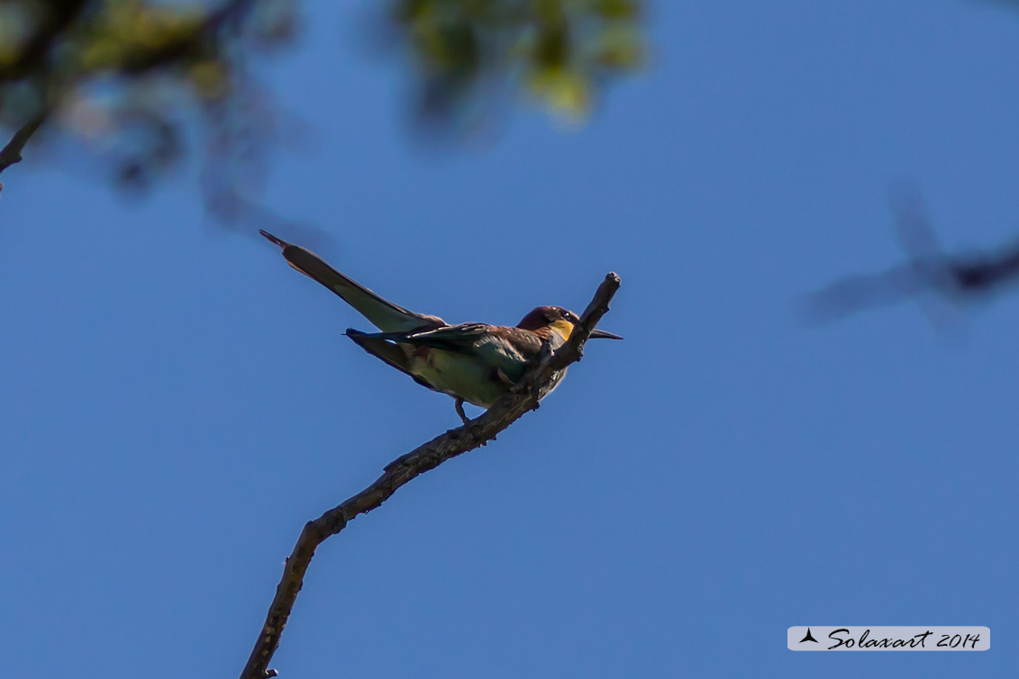 Merops apiaster  - Gruccione -  European Bee-eater