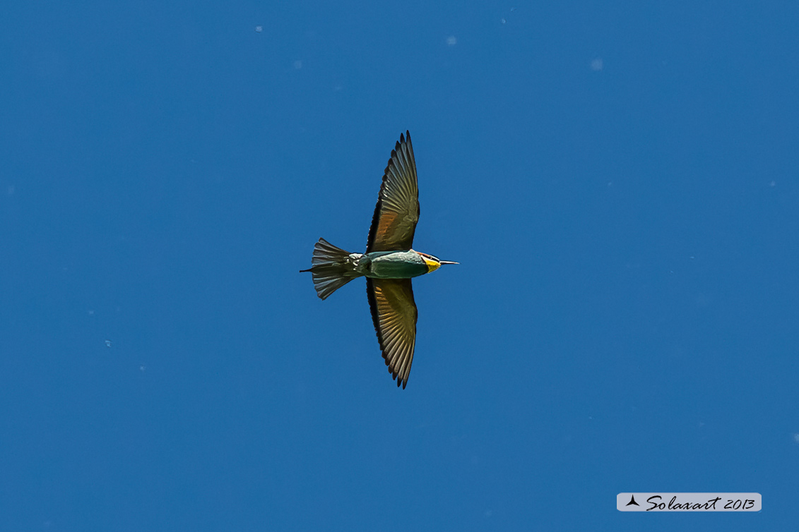 Merops apiaster - Gruccione -  European Bee-eater