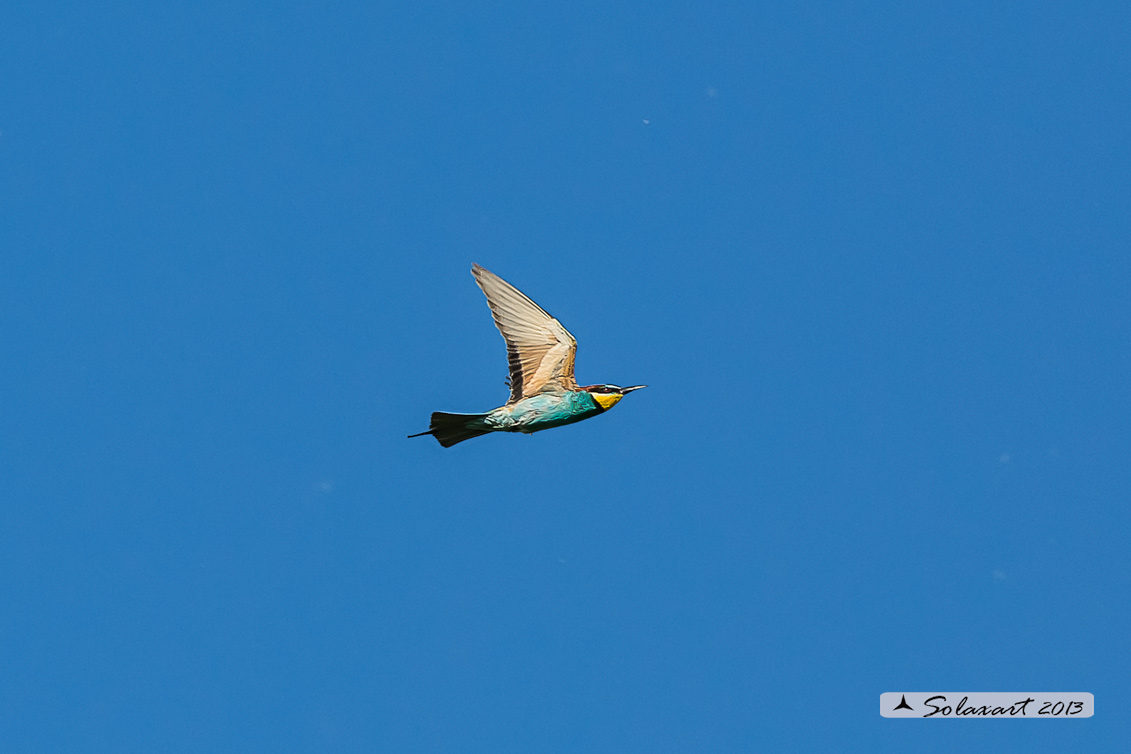 Merops apiaster - Gruccione -  European Bee-eater