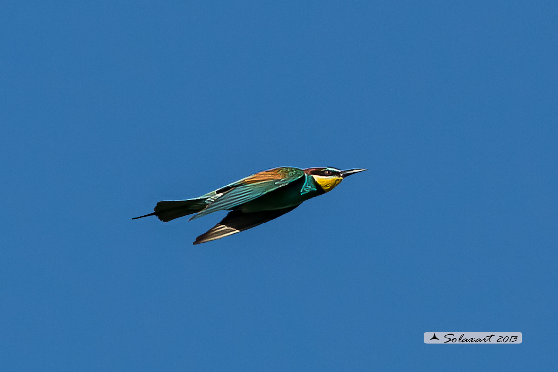 Merops apiaster - Gruccione -  European Bee-eater