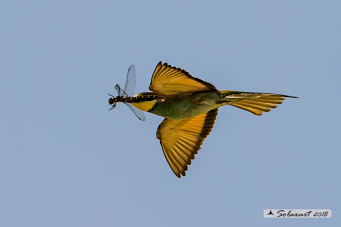 Merops apiaster :  Gruccione; European Bee-eater