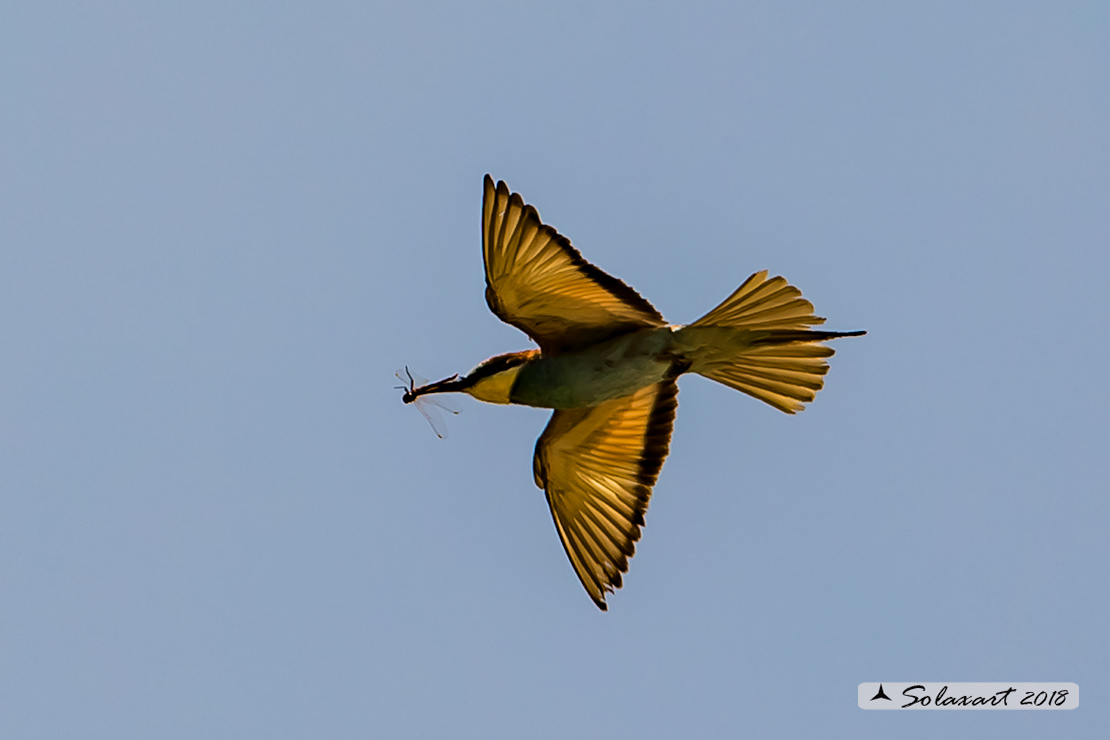 Merops apiaster :  Gruccione; European Bee-eater