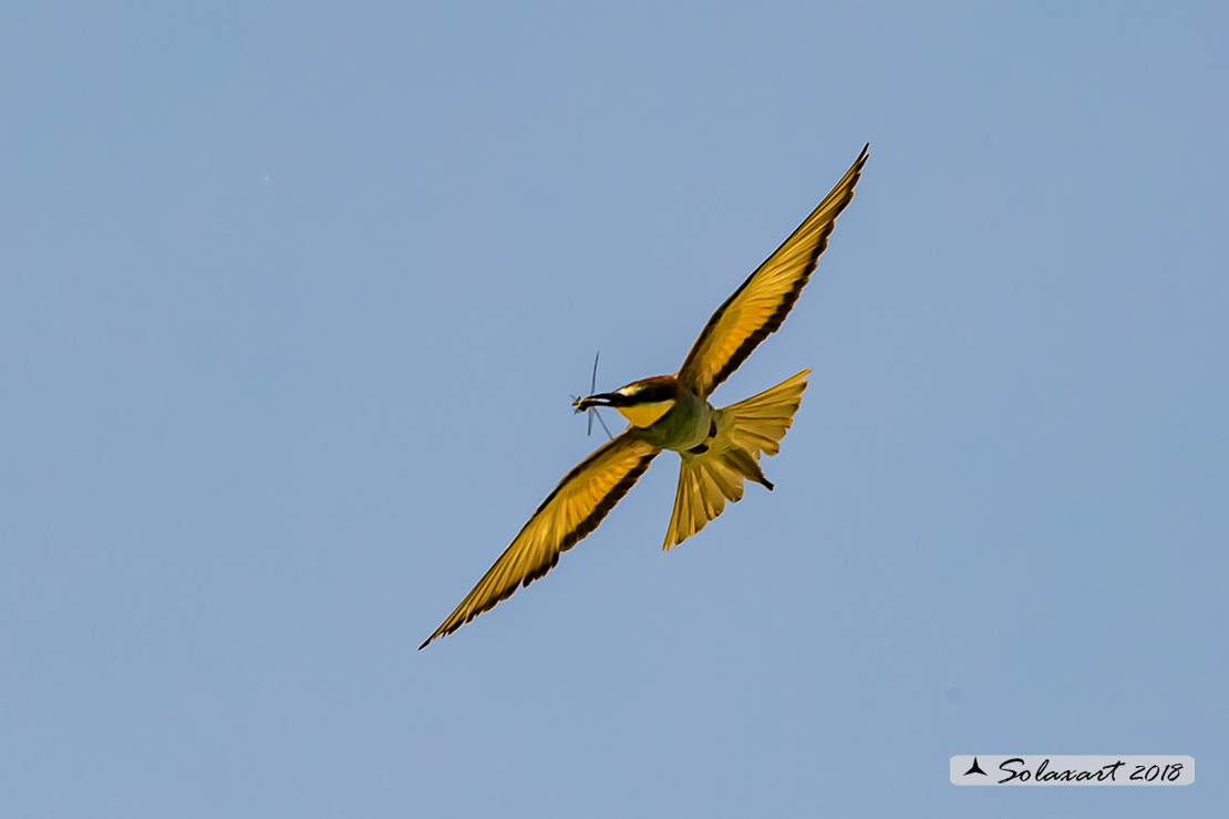 Merops apiaster: Gruccione; European Bee-eater
