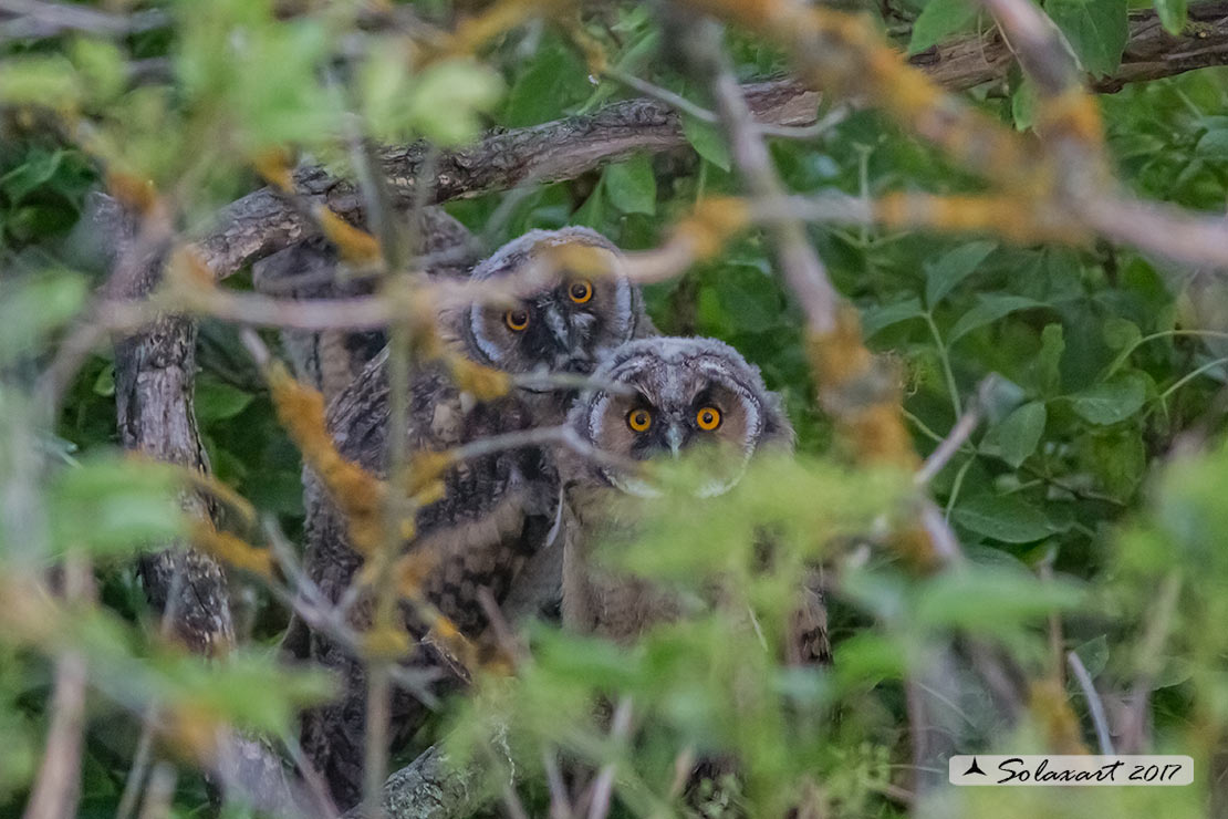 Asio otus :  Gufo comune (giovani immaturi) ;   Long-eared Owl (juveniles)