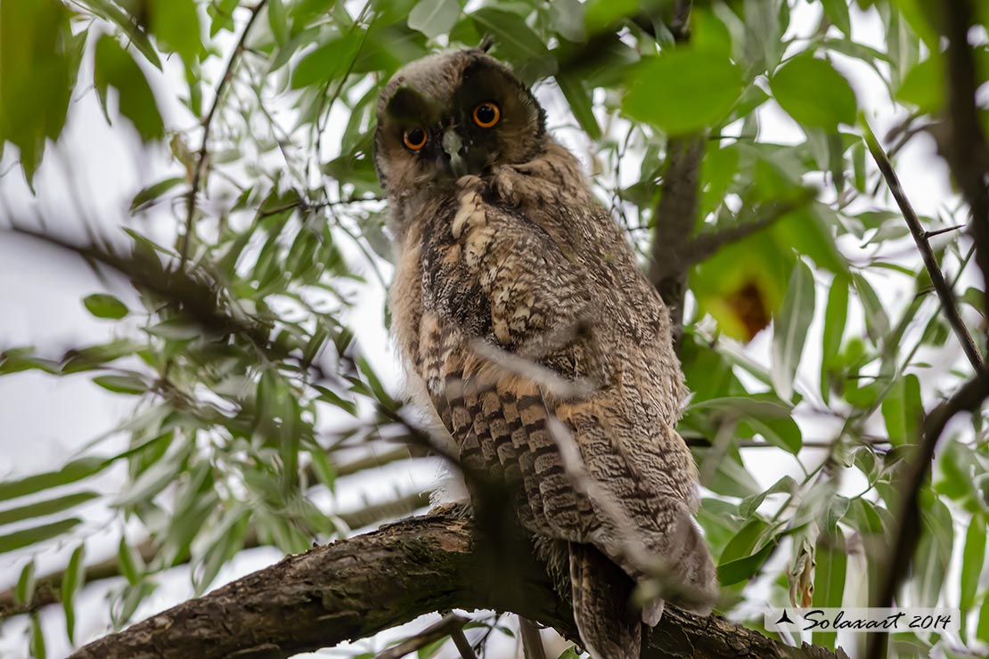 Asio otus :  Gufo comune (giovane immaturo) ;   Long-eared Owl (juvenile)