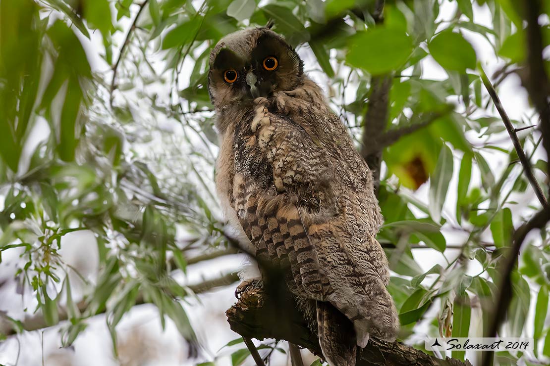 Asio otus :  Gufo comune (giovane immaturo) ;   Long-eared Owl (juvenile)