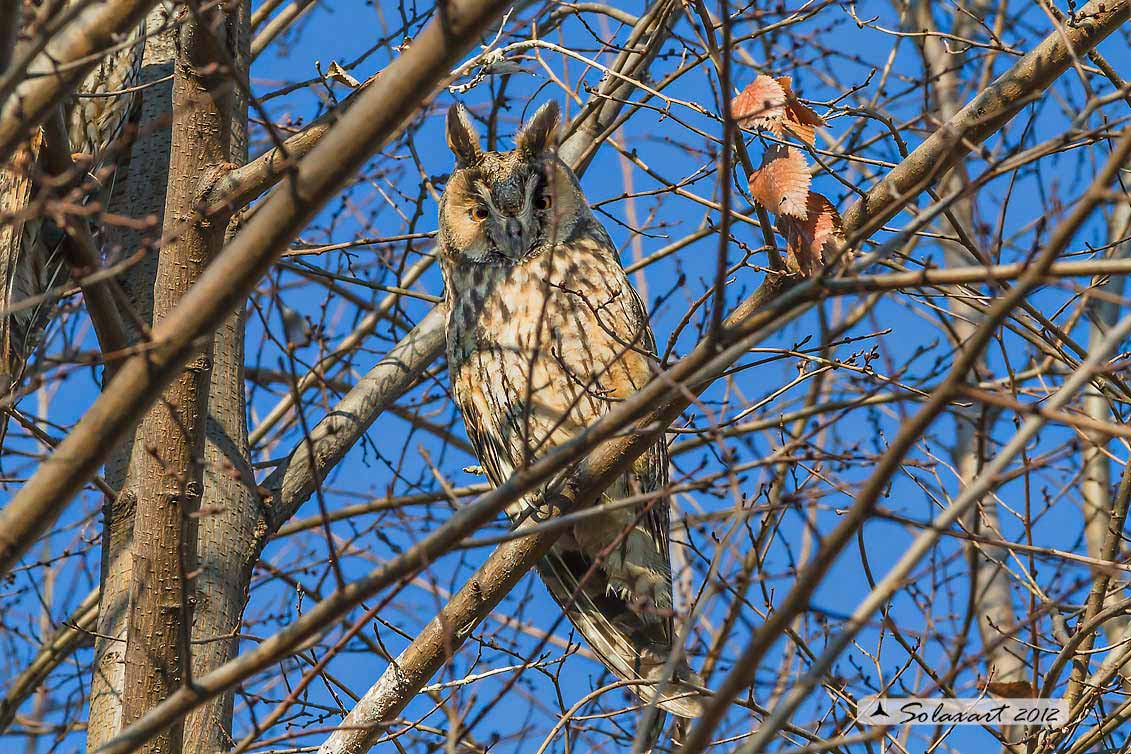 Gufo comune - Asio otus - Long-eared Owl 