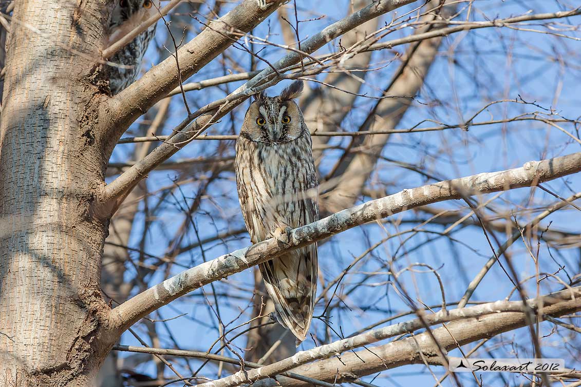 Gufo comune - Asio otus - Long-eared Owl 