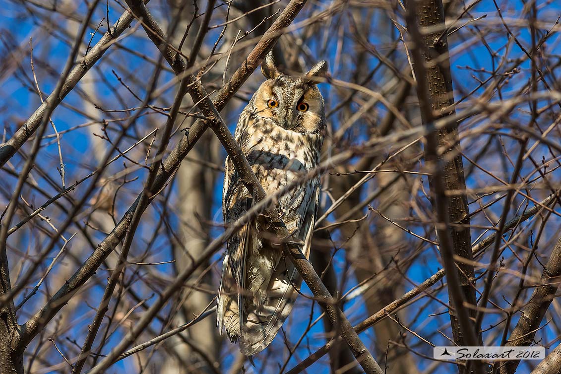 Gufo comune - Asio otus - Long-eared Owl 