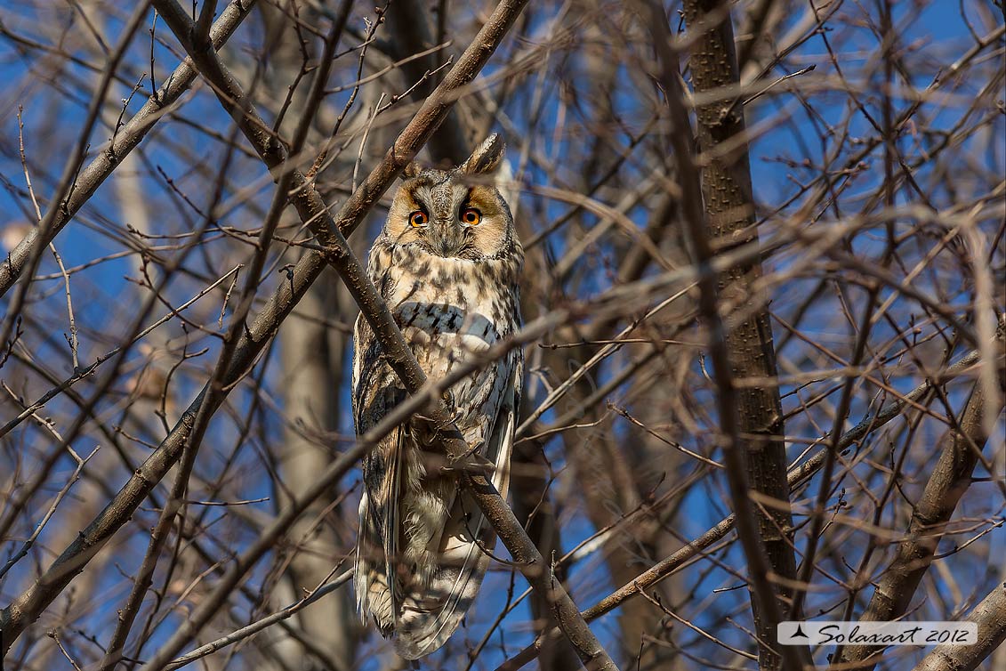 Gufo comune - Asio otus - Long-eared Owl 