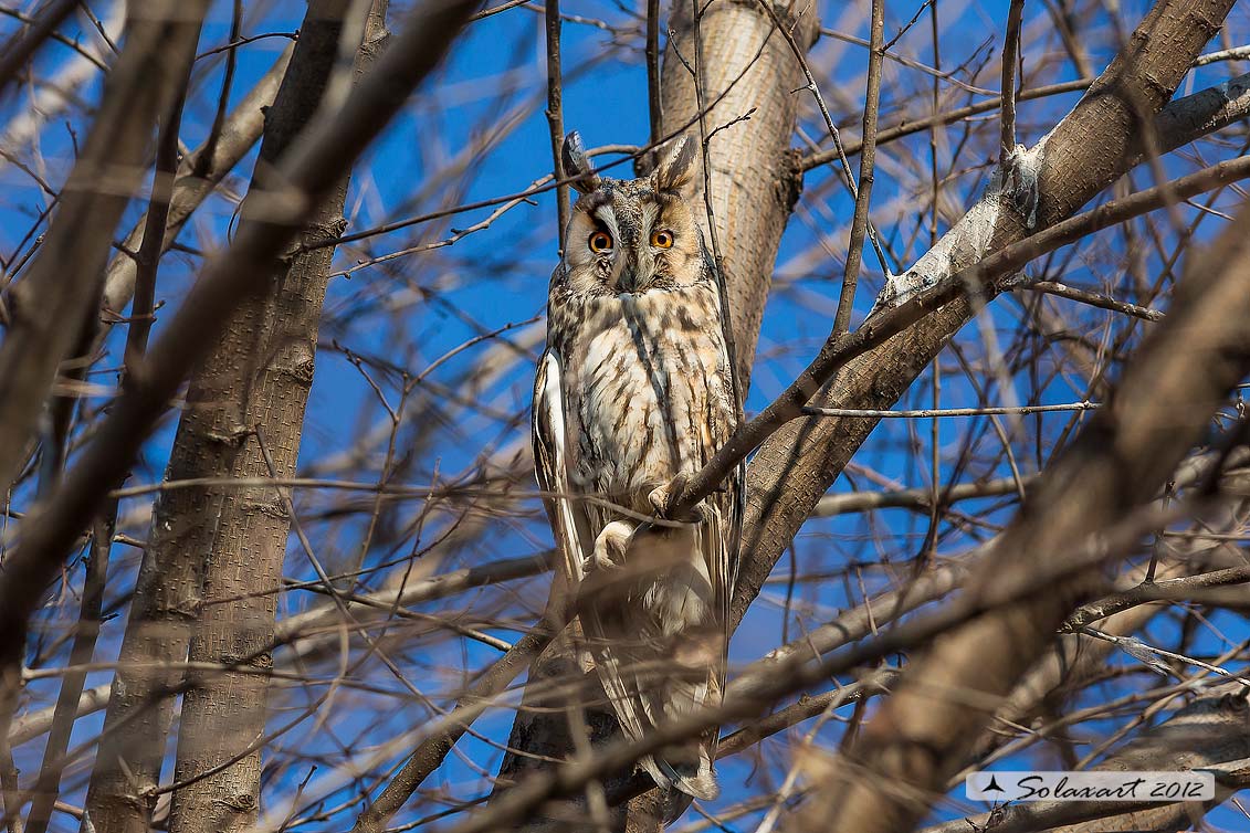 Gufo comune - Asio otus - Long-eared Owl 