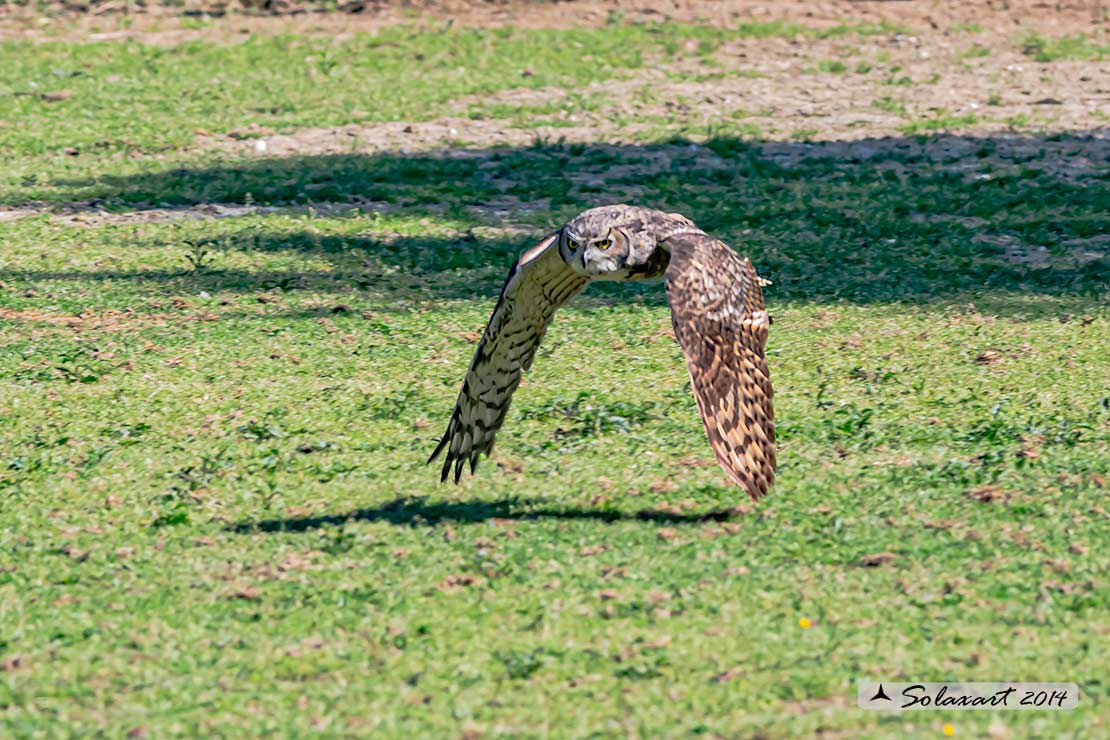 Bubo virginianus - Gufo reale virginiano - Great Horned Owl