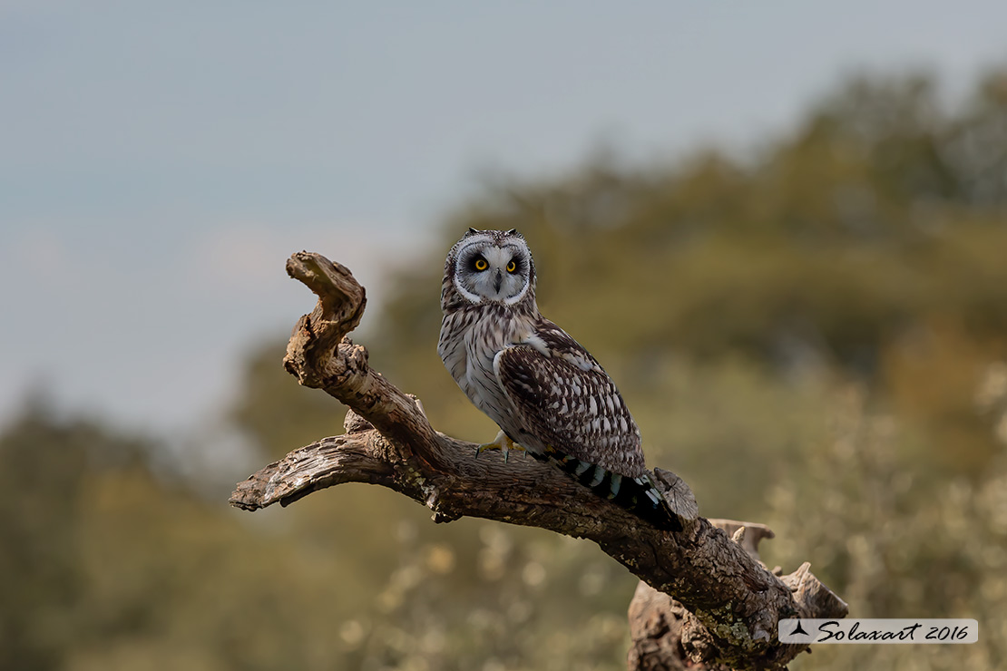 Gufo di palude; Asio flammeus; Short-eared Owl