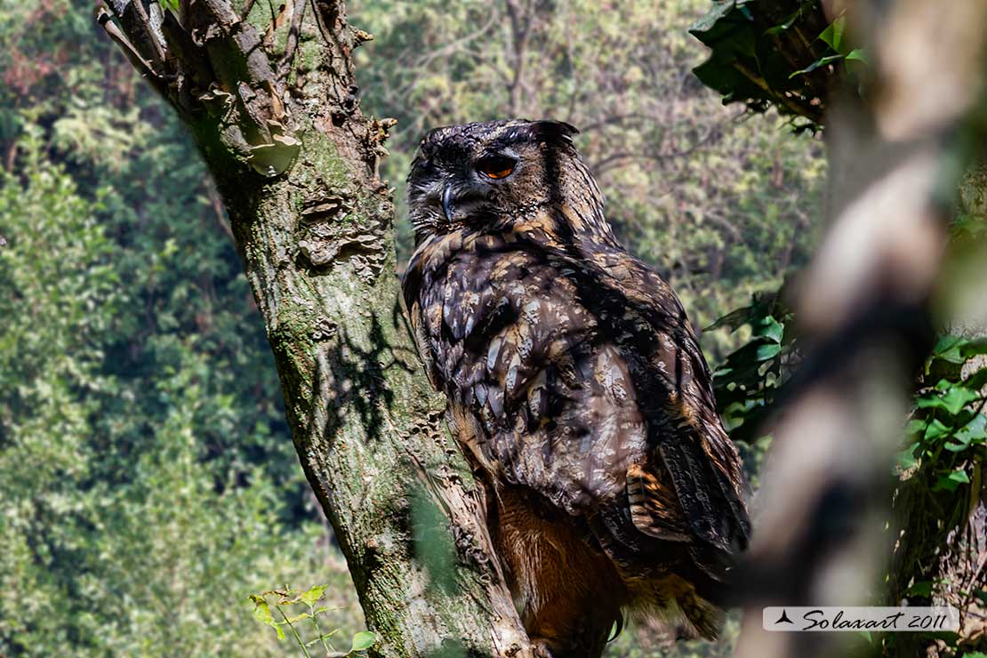 Bubo bubo - Gufo reale - Eurasian eagle-owl