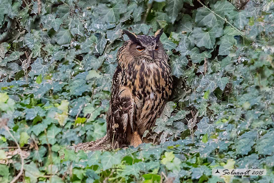 Bubo bubo - Gufo reale - Eurasian eagle-owl