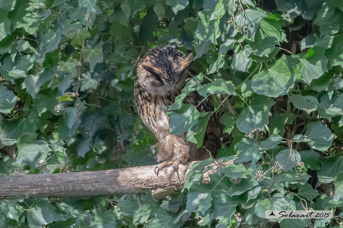 Bubo bubo - Gufo reale - Eurasian eagle-owl