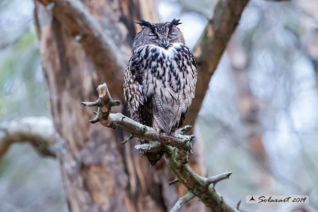 Bubo bubo - Gufo reale - Eurasian eagle-owl
