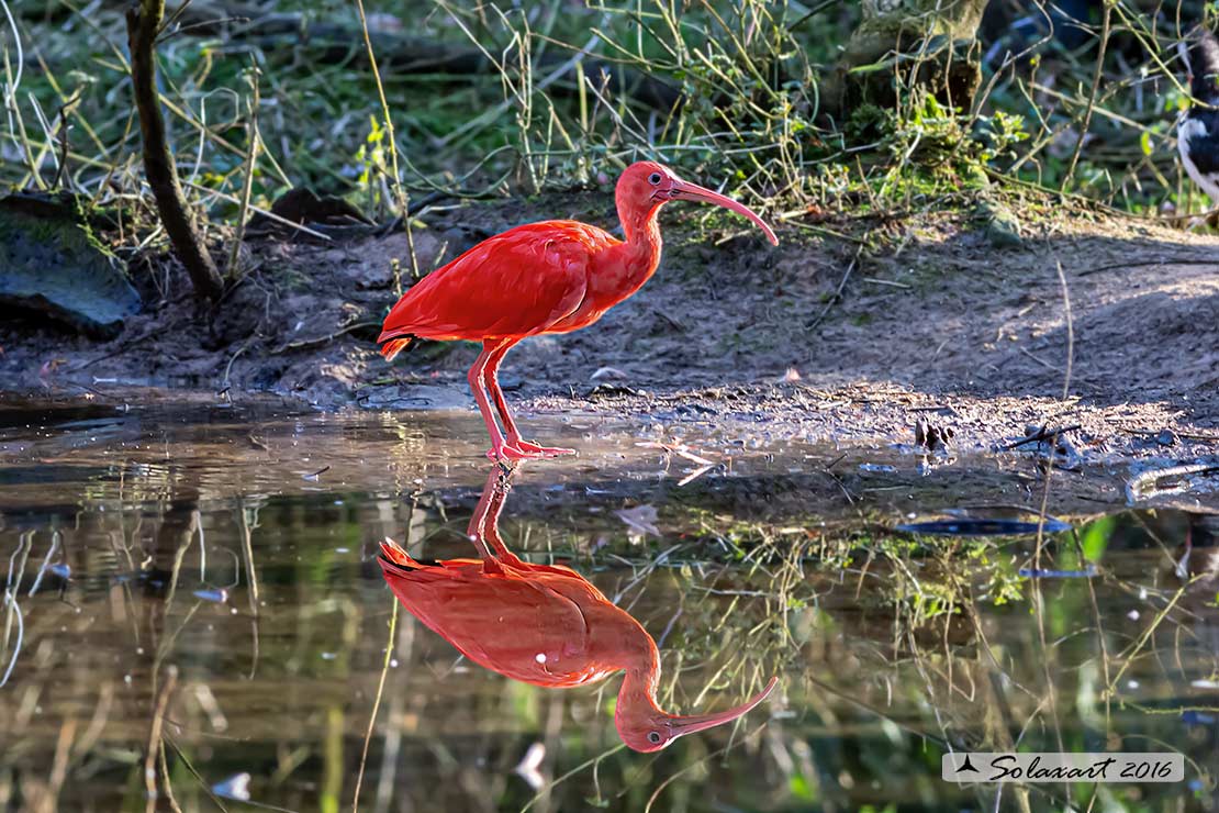 Eudocimus ruber -Ibis scarlatto - Scarlet ibis