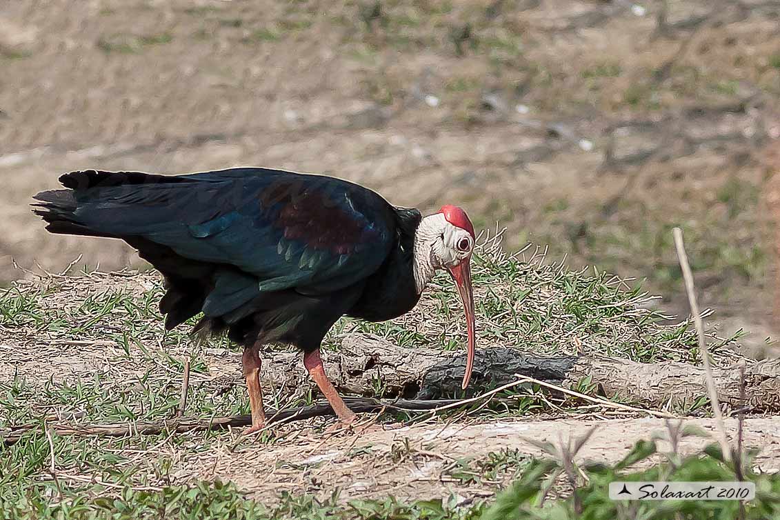 Geronticus calvus - Ibis calvo - Southern Bald Ibis