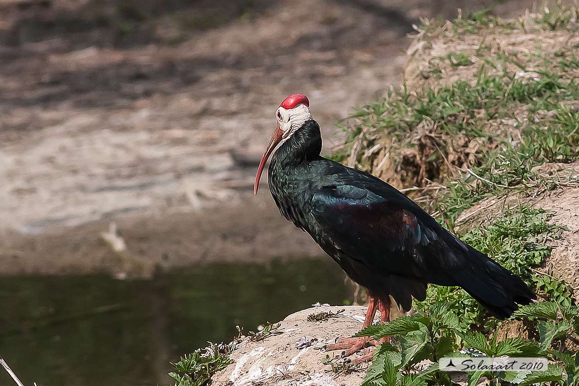 Ibisi calvo (Geronticus calvus) -   in abito nuziale (sta costruendo il nido con bastoni e foglie)