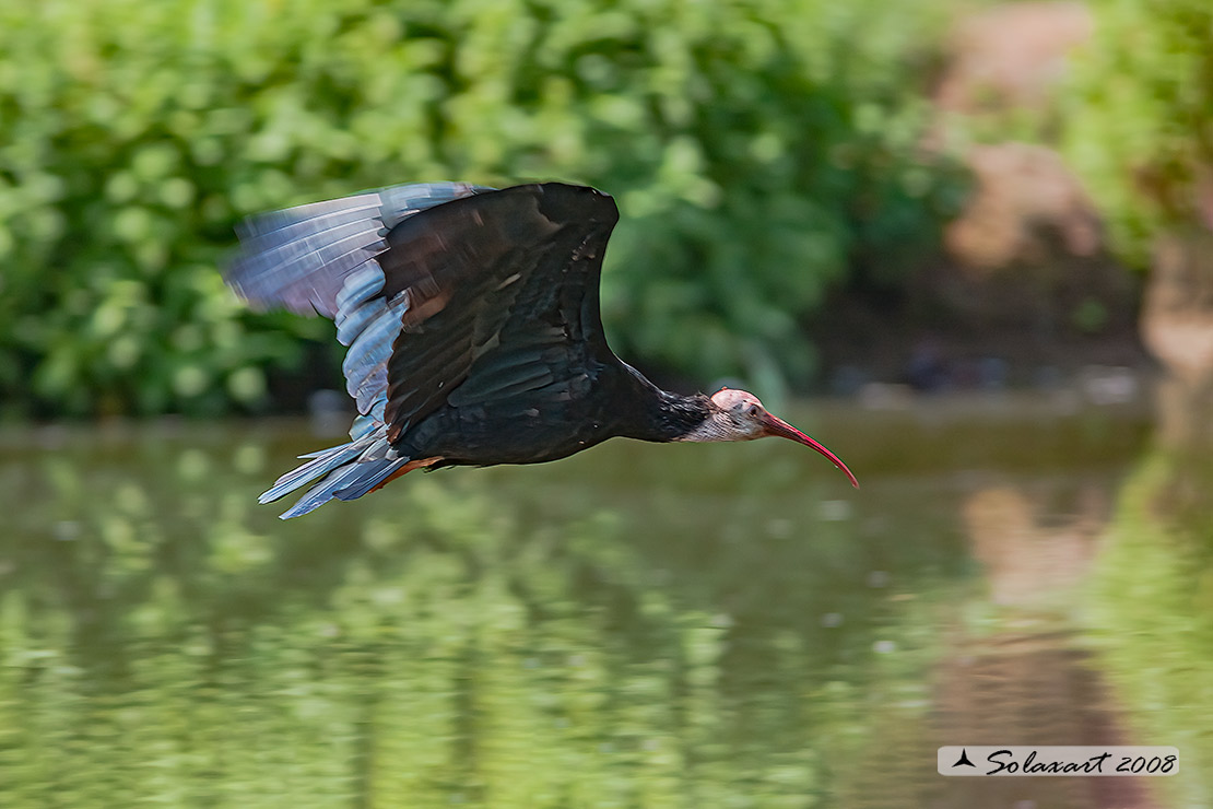 Geronticus calvus - Ibis calvo - Southern Bald Ibis