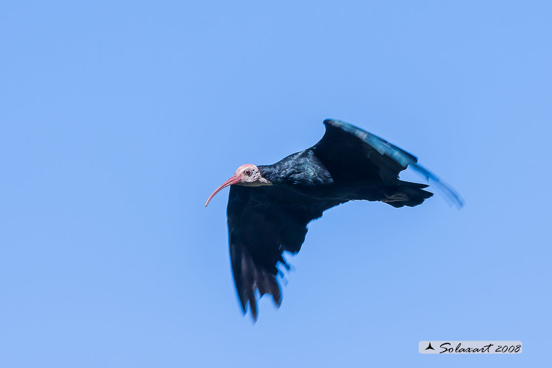 Ibisi calvo (Geronticus calvus)