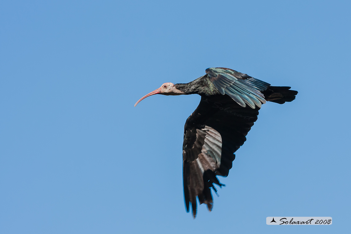 Ibisi calvo (Geronticus calvus)