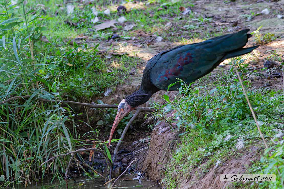 Ibis eremita