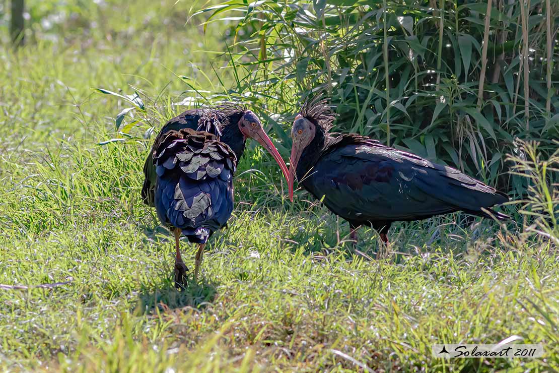 Ibis eremita