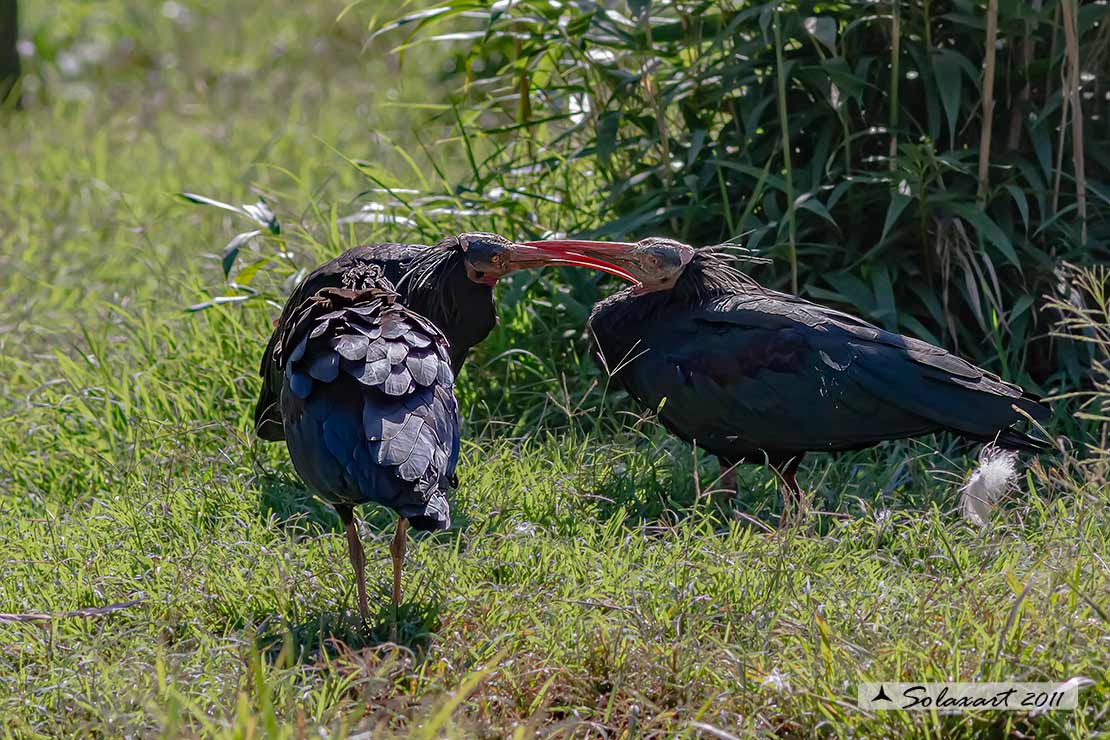 Ibis eremita