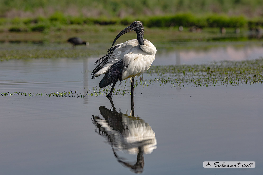 Threskiornis aethiopicus: Ibis sacro: African Sacred Ibis