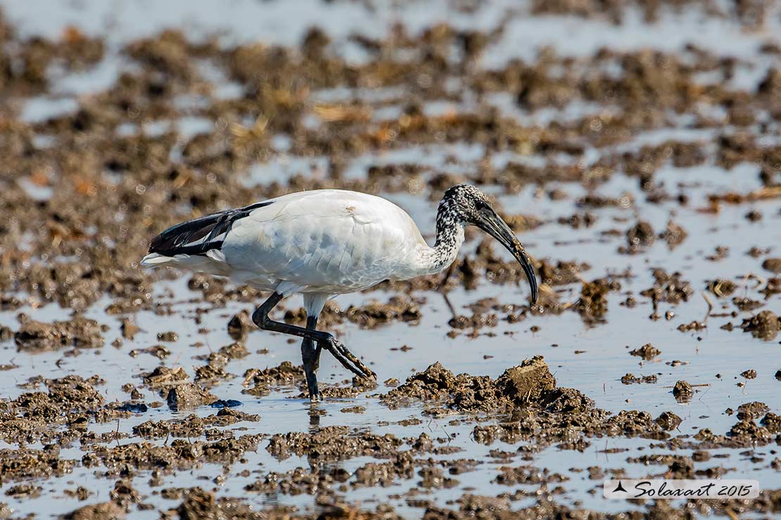 Threskiornis aethiopicus: Ibis sacro: African Sacred Ibis