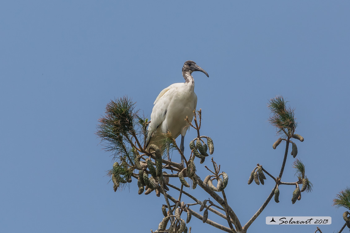 Threskiornis aethiopicus: Ibis sacro: African Sacred Ibis