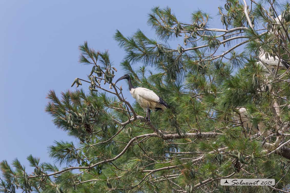 Threskiornis aethiopicus: Ibis sacro: African Sacred Ibis