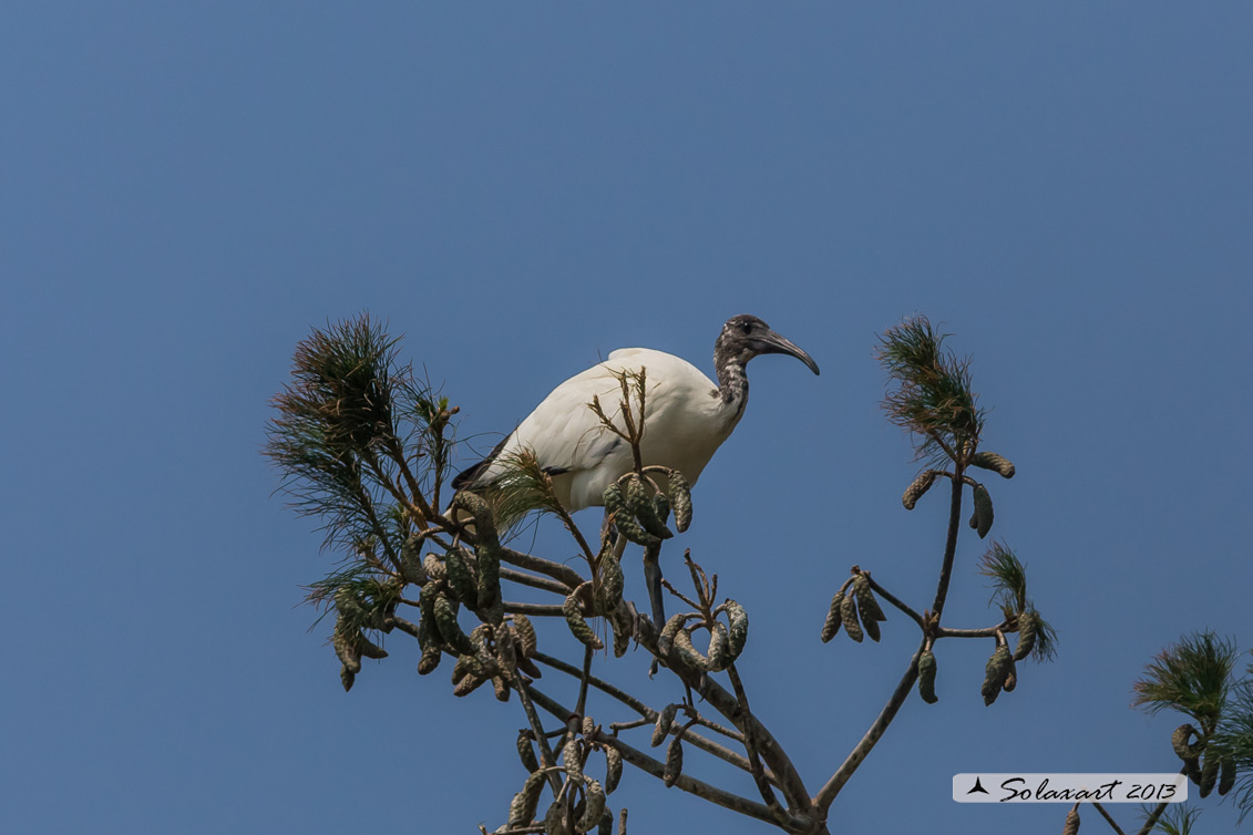 Threskiornis aethiopicus: Ibis sacro: African Sacred Ibis