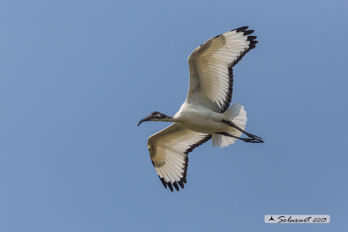 Threskiornis aethiopicus: Ibis sacro: African Sacred Ibis