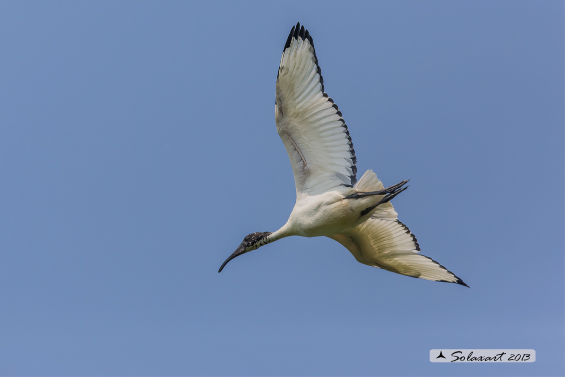 Threskiornis aethiopicus: Ibis sacro: African Sacred Ibis