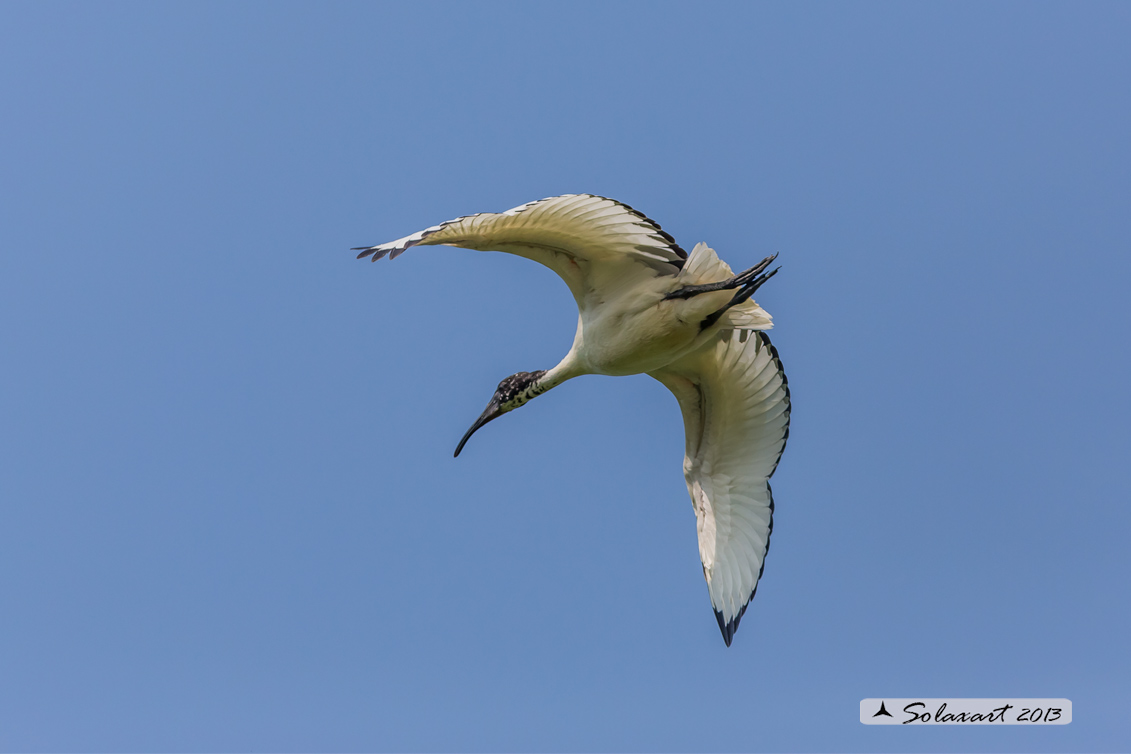 Threskiornis aethiopicus: Ibis sacro: African Sacred Ibis