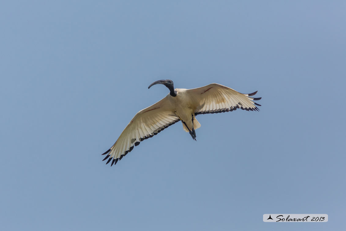 Threskiornis aethiopicus: Ibis sacro: African Sacred Ibis