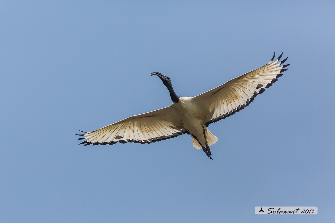 Threskiornis aethiopicus: Ibis sacro: African Sacred Ibis
