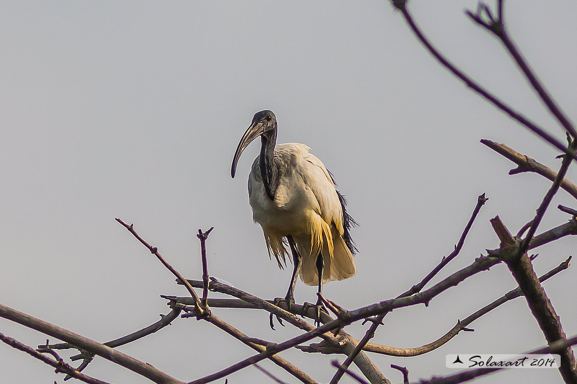 Threskiornis aethiopicus: Ibis sacro: African Sacred Ibis
