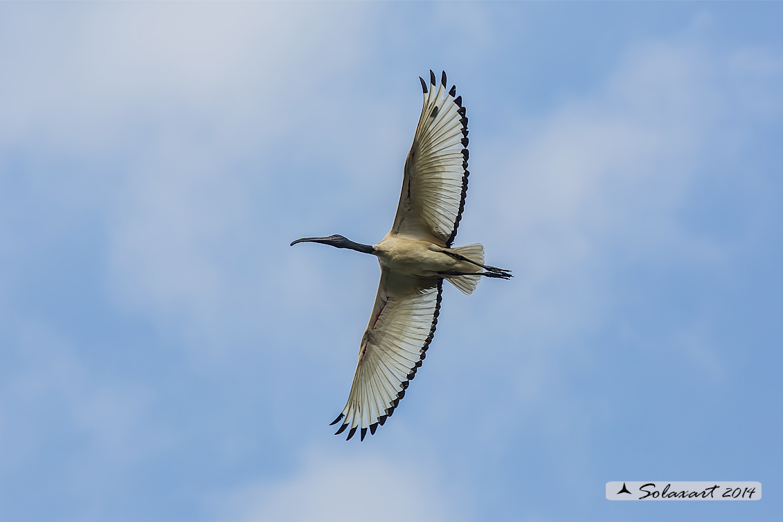 Threskiornis aethiopicus: Ibis sacro: African Sacred Ibis